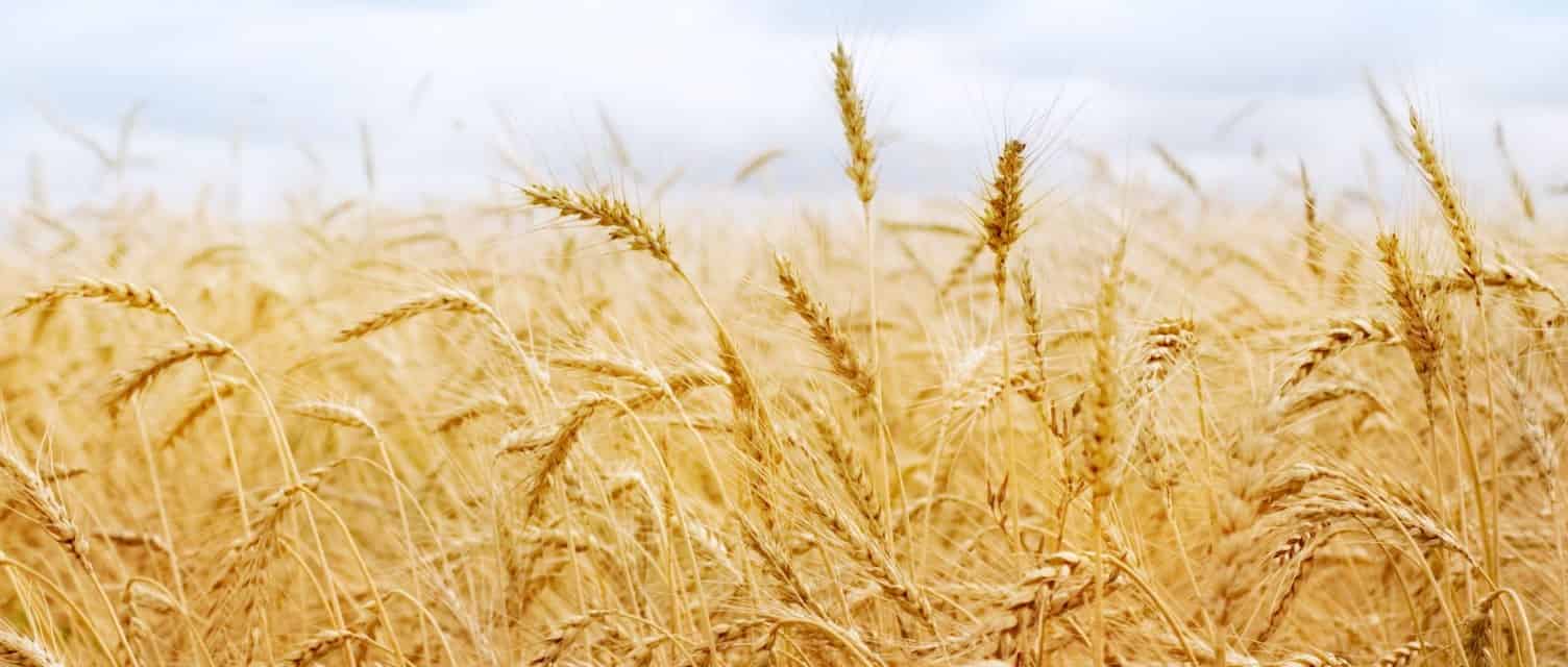 الزراعة تعلن بدء موسم حصاد وتوريد القمح